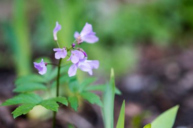 Çim çiçeklenir. Mor çiçekler. 