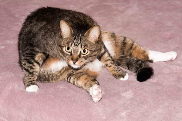 Retrato de gato de perto, gato em marrom claro e creme olhando com implorando olhar para o espectador com espaço para publicidade e texto, cabeça de gato. Gato bonito . — Fotografia de Stock