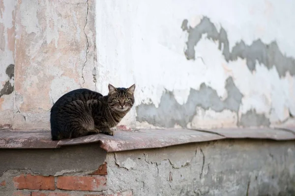 Retrato de gato de cerca, gato de color marrón claro y crema mirando con mirada suplicante al espectador con espacio para publicidad y texto, cabeza de gato. Hermoso gato . — Foto de Stock