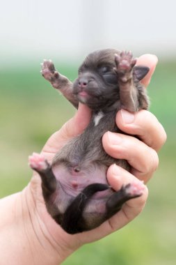 Çok sevimli siyah yavru. Güzel yavruları.