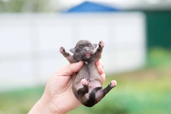 Cachorros negros muy lindos. Hermosos cachorros . — Foto de Stock