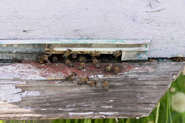 Closeup των μελισσών σε κηρήθρα στο μελισσοκομείο — Φωτογραφία Αρχείου
