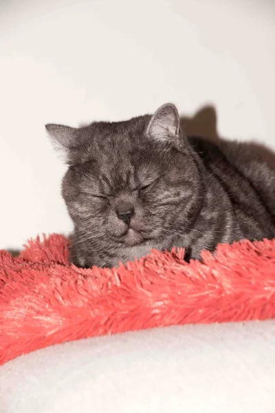 Gatto, gatto che riposa su un divano — Foto Stock