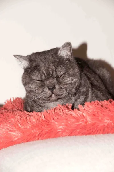 Cat, resting cat on a sofa — Stock Photo, Image