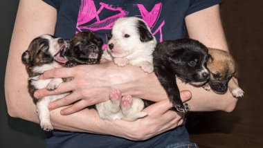 Bir kara köpeğin ile Kızıl saçlı. Köpek gülümseme mi.