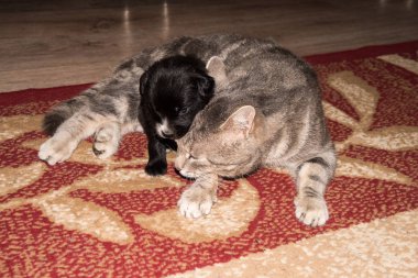 Kedi, kedi köpek, şirin komik kedi yakın kadar yerli kedi, rahatlatıcı kedi, dinlenme kedi, kedi evde oynarken, zarif kedi ile dinlenme