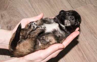 Bir kara köpeğin ile Kızıl saçlı. Köpek gülümseme mi.