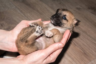 Bir kara köpeğin ile Kızıl saçlı. Köpek gülümseme mi.