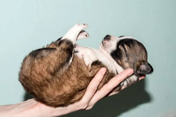 Rothaarig Mit Schwarzem Hund Der Hund Ist Ein Lächeln — Stockfoto