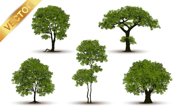 Collectie Van Boom Bomen Geïsoleerd Witte Achtergrond — Stockvector