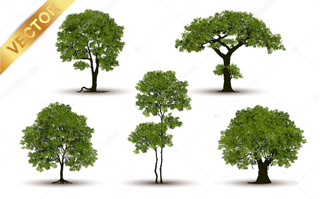 Collection of tree,trees isolated on white background.