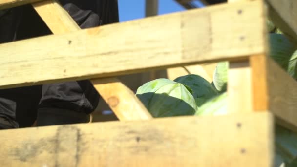 Рабочие собирают капусту и кладут ее на конвейер — стоковое видео