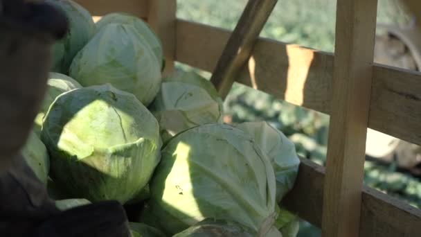 Los trabajadores recogen repollo y lo ponen en la cinta transportadora — Vídeos de Stock