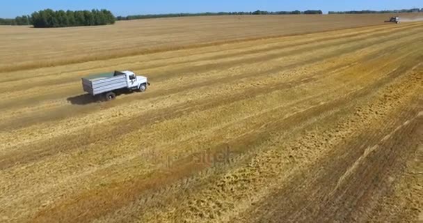 Tractores no campo de colheita — Vídeo de Stock