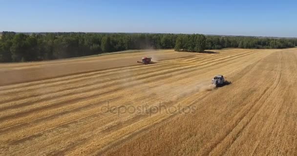 Traktorer på skördefältet — Stockvideo