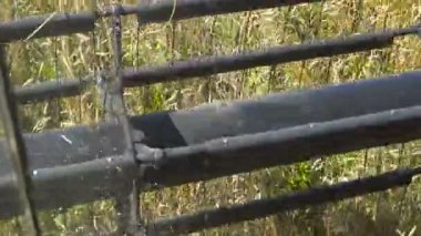 Traktörler hasat alan üzerinde