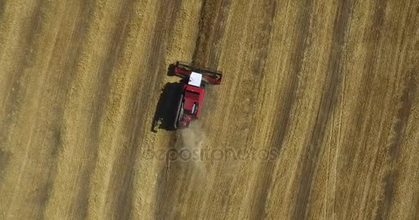 Tractors on harvest field — Stock Video