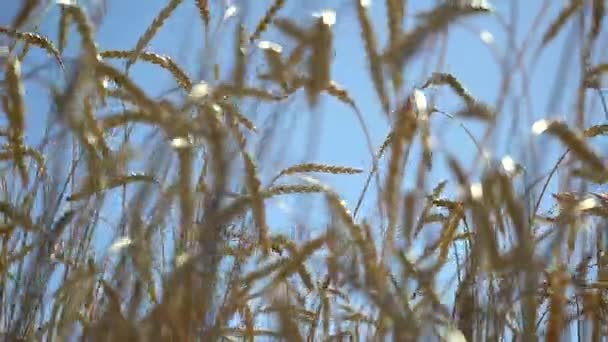 Cultivo de campo de trigo — Vídeos de Stock