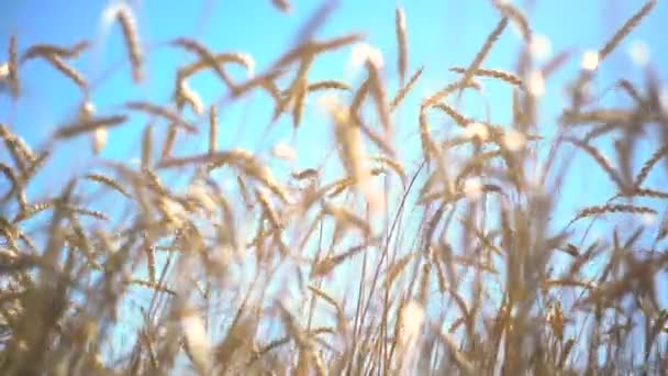 Wheat Field Growing — Stock Video