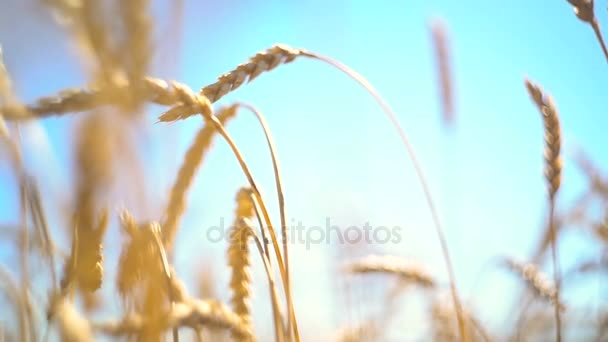 Wheat Field Growing — Stock Video