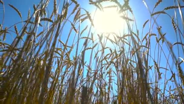 Cultivo de campo de trigo — Vídeos de Stock