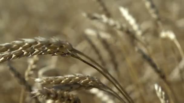 Uprawy w polu pszenicy — Wideo stockowe