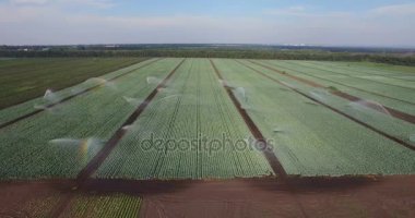 Lahana tarlası sulama sulama sistemi