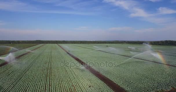 Орошение поля из капусты — стоковое видео