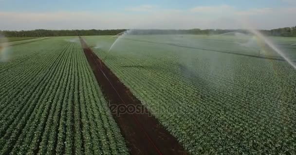 Système d'irrigation arrosant un champ de choux — Video