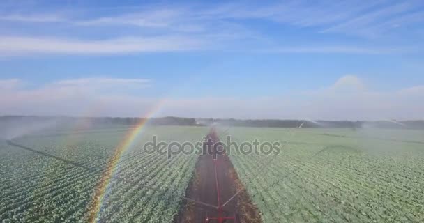 Système d'irrigation arrosant un champ de choux — Video