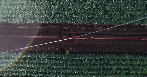 Système d'irrigation arrosant un champ de choux — Video