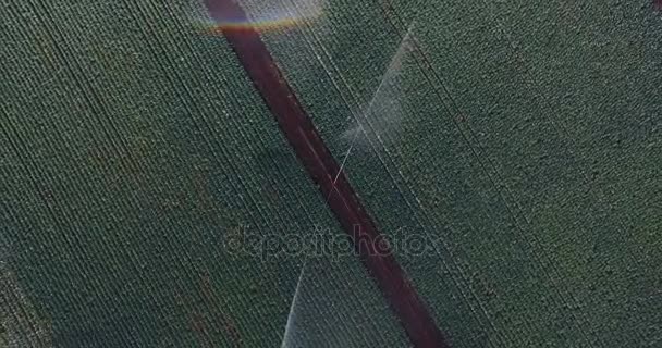 Système d'irrigation arrosant un champ de choux — Video