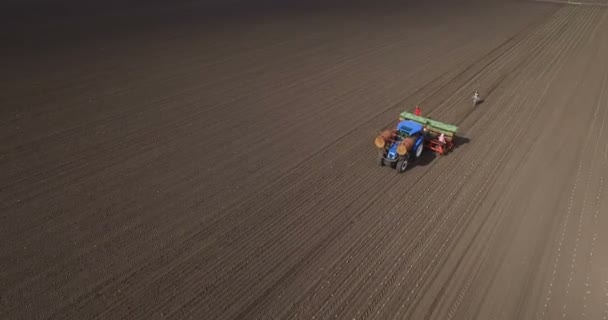 Plantación de plántulas de col . — Vídeo de stock