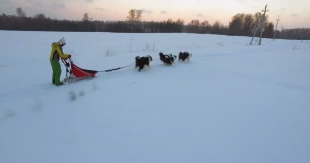 シベリアン ハスキーとハーネスに乗って雪に覆われたフィールド — ストック動画