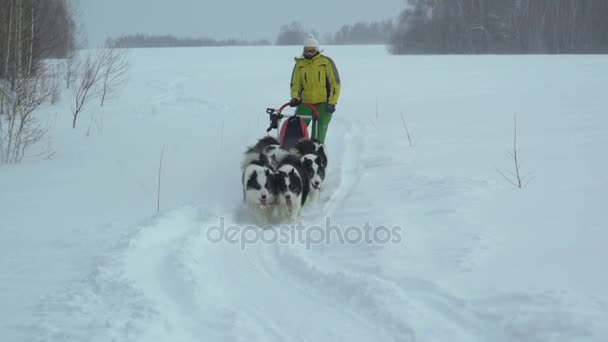 Harnas met een Siberische husky rijdt op een veld met sneeuw bedekte — Stockvideo