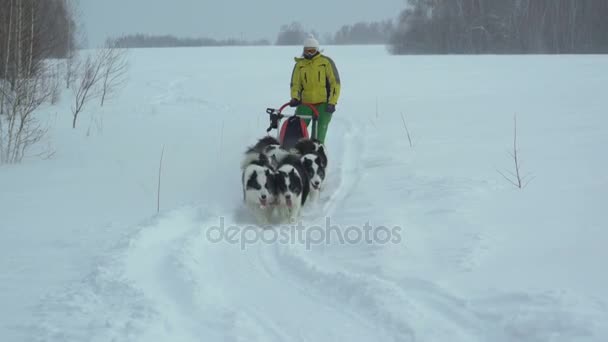 Harnais avec un husky sibérien sur un terrain enneigé — Video