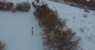 Koşum bir Sibirya husky ile karla kaplı bir sahaya sürmek