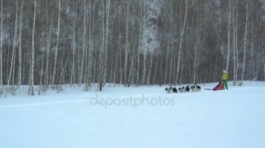 Koşum bir Sibirya husky ile karla kaplı bir sahaya sürmek