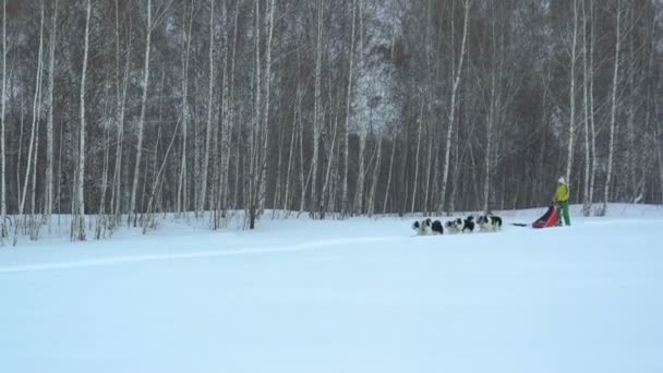 Harnas met een Siberische husky rijdt op een veld met sneeuw bedekte — Stockvideo