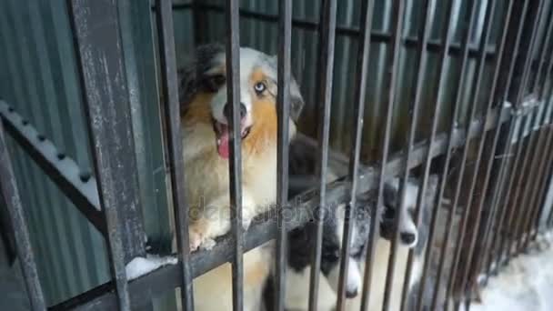 Siberian husky sitting in a cage — Stock Video