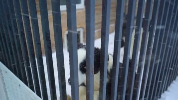 Siberische husky zittend in een kooi — Stockvideo