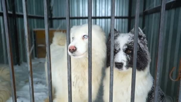 Husky siberiano sentado em uma gaiola — Vídeo de Stock