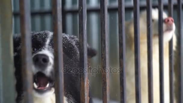 Siberiano husky sentado en una jaula — Vídeos de Stock