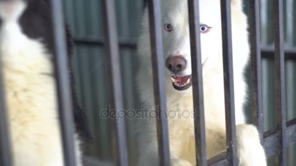 Siberische husky zittend in een kooi — Stockvideo