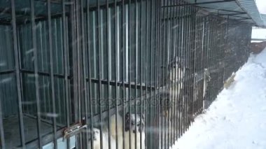 Siberian dış yapraklar kafeste oturan