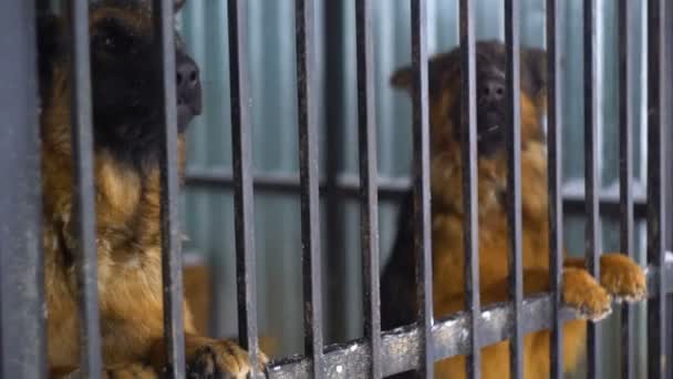 Pastor pedigrí sentado en una jaula — Vídeo de stock