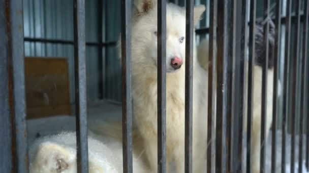西伯利亚雪橇犬坐在笼子里 — 图库视频影像