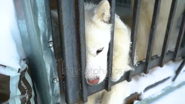 Siberian husky sitter i en bur Videoklipp