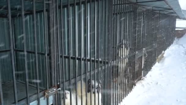 Siberische husky zittend in een kooi — Stockvideo