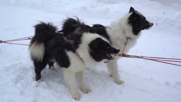 Huskies siberianos aprovechados para prepararse para la carrera — Vídeo de stock